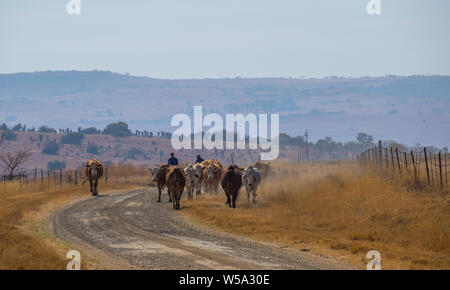 Bergville, Südafrika - Zwei nicht identifizierte Basotho Hirten fahren eine kleine Rinderherde entlang einer staubigen Landstraße Bild im Querformat. Stockfoto