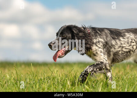 Junge stolz English Springer Spaniel Jagd Hund auf einer Wiese Stockfoto