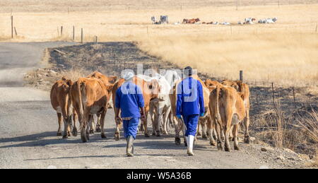 Bergville, Südafrika - Zwei nicht identifizierte Basotho Hirten fahren eine kleine Rinderherde entlang einer staubigen Landstraße Bild im Querformat. Stockfoto