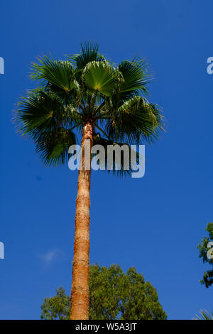 Palmen am Strand Canuelo in Los Acantilados de Maro-Cerro Gordo Naturpark in der Nähe von Nerja, Malaga, Axarquia, Andalusien, Costa del Sol, Spanien Stockfoto