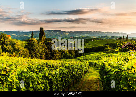 Weinberge in Slowenien nahe der Grenze zu Österreich Süd Steiermark. Reiseziel Stockfoto