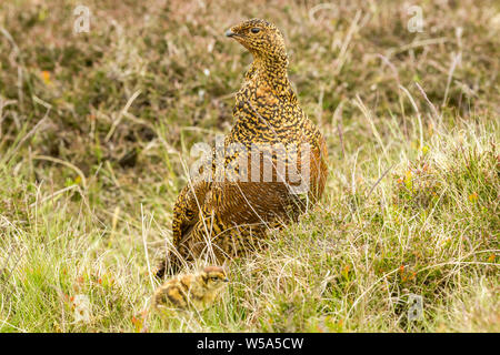 Moorschneehuhn Henne (Wissenschaftlicher Name: Lagopus lagopus), Buchse, rot, Grouse suchen auf Grouse Moor mit ihrer kleinen Küken Nahrungssuche in der Heide. Stockfoto