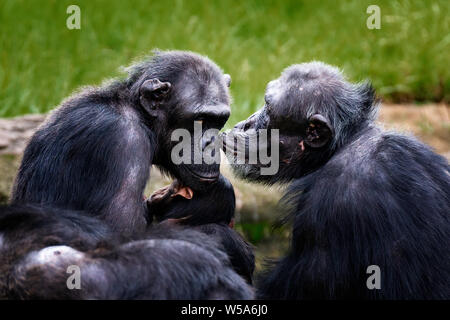 Eine kleine Gruppe der Taronga Zoo Schimpanse Truppe Stockfoto