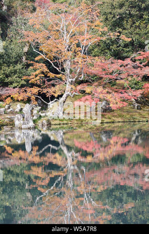 Herbstfarben im Tenryu-ji Tempel, Kyoto, Japan. Stockfoto