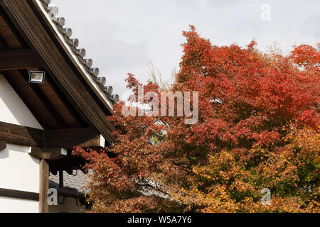 Herbstfarben im Tenryu-ji Tempel, Kyoto, Japan. Stockfoto