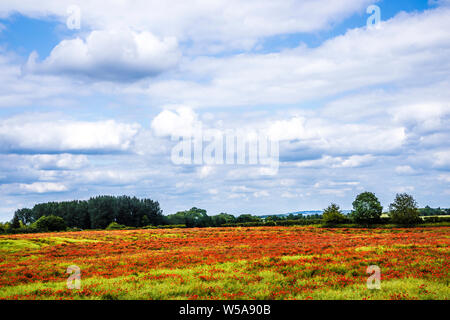 Ein Feld von Roter Mohn (Papaver rhoeas) im Sommer Landschaft in Oxfordshire. Stockfoto