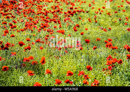 Ein Patch von Roter Mohn (Papaver rhoeas) in einem Feld im Sommer Landschaft in Oxfordshire. Stockfoto