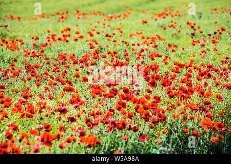 Ein Patch von Roter Mohn (Papaver rhoeas) in einem Feld im Sommer Landschaft in Oxfordshire. Stockfoto