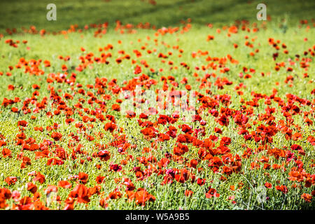 Ein Patch von Roter Mohn (Papaver rhoeas) in einem Feld im Sommer Landschaft in Oxfordshire. Stockfoto