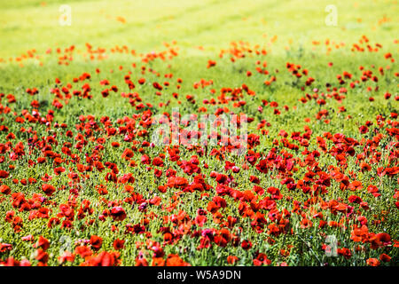 Ein Patch von Roter Mohn (Papaver rhoeas) in einem Feld im Sommer Landschaft in Oxfordshire. Stockfoto