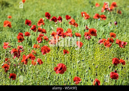 Ein Patch von Roter Mohn (Papaver rhoeas) in einem Feld im Sommer Landschaft in Oxfordshire. Stockfoto