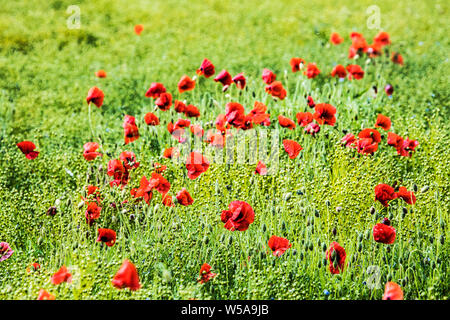 Ein Patch von Roter Mohn (Papaver rhoeas) in einem Feld im Sommer Landschaft in Oxfordshire. Stockfoto