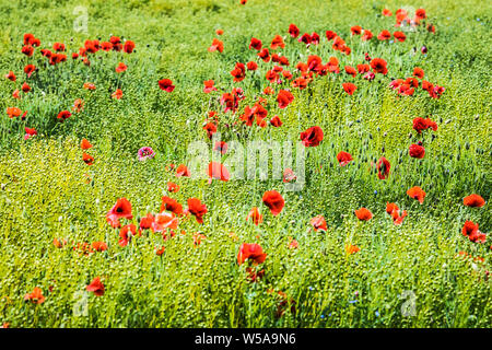Ein Patch von Roter Mohn (Papaver rhoeas) in einem Feld im Sommer Landschaft in Oxfordshire. Stockfoto