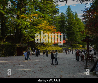 Wundervolle japanische Ahorn Bäume leuchten in den schönsten Farben des Herbstes, die von der Sonne beleuchtete bei Nikkos Tosho-gu, Japan, Oktober 2018 Stockfoto