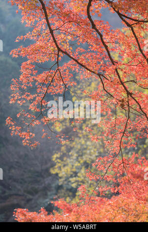 Herbst Farbe im Tempel in Kyoto, Japan. Stockfoto