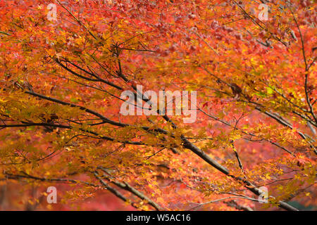 Herbst Farbe im Tempel in Kyoto, Japan. Stockfoto