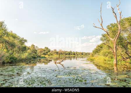 Am späten Nachmittag einen Blick auf den See in Panik. Eine afrikanische Darter und gezackte schwenkbaren Dosenschildkröten sichtbar sind Stockfoto