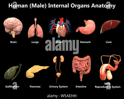Männliche Organe Anatomie Stockfoto