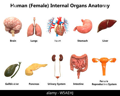 Weibliche innere Organe Anatomie Stockfoto