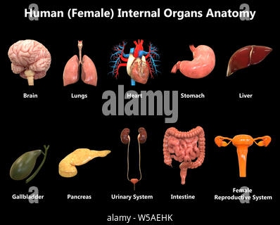 Weibliche innere Organe Anatomie Stockfoto