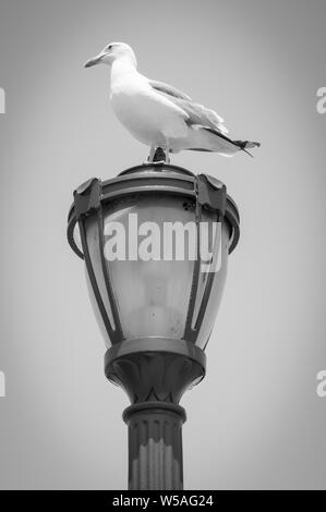 Möwe ruht auf einem Lampost Stockfoto