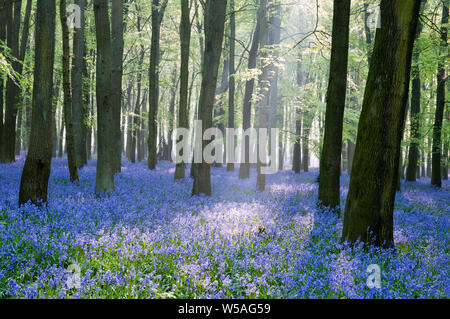 Purpurrote Blaubell-Wälder am frühen Morgen bei Sonnenaufgang Stockfoto