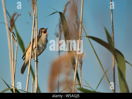 Große Reed-Warbler (Acrocephalus arundinaceus) singt auf einem Reed. Frühling in Polen. horizontale Ansicht. Stockfoto