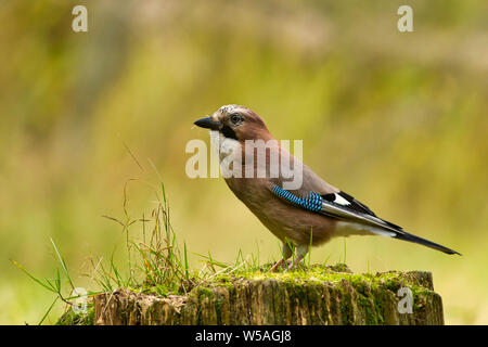 Jay (Garullus glandarius) sitzt auf dem Stamm des gefällten Baumes. Herbst in Polen. Horizontale Ansicht. Stockfoto