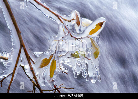 USA. Wyoming. Yellowstone National Park. Eis bedeckten Baum Blätter. Stockfoto