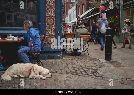 London, UK - Juli, 2019. Ein weisser Hund an der Leine auf einem Gehsteig vor einem Pub in Hampstead, einem eleganten Wohngebiet im Norden von London. Stockfoto