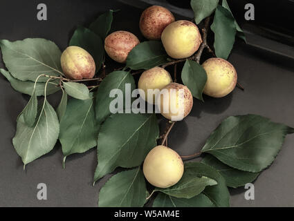 Auf einem dunklen Hintergrund Aprikose Zweig mit großen reifen Früchten und grünen Blättern. Stockfoto