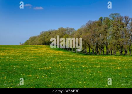 Löwenzahn Wiese im Frühjahr vor Kurfurstenallee, Lindenallee, Marktoberdorf, Allgäu, Schwaben, Bayern, Deutschland Stockfoto