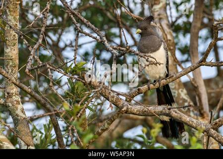 White-bellied go-away-bird (Corythaixoides leucogaster), Tsavo West Nationalpark, Kenia Stockfoto