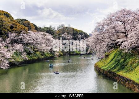 Japanische Rudern in Booten auf den Imperial Palace Kanal zu Cherry Blossom, Hanami günstig, blühende Kirschbäume, Chidorigafuchi Grüner Weg, Tokio Stockfoto