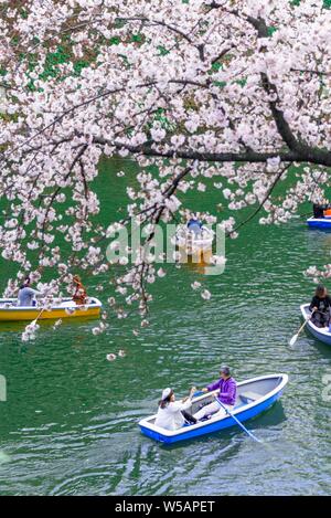 Japanische Rudern in Booten auf den Imperial Palace Kanal zu Cherry Blossom, Hanami günstig, blühende Kirschbäume, Chidorigafuchi Grüner Weg, Tokio Stockfoto