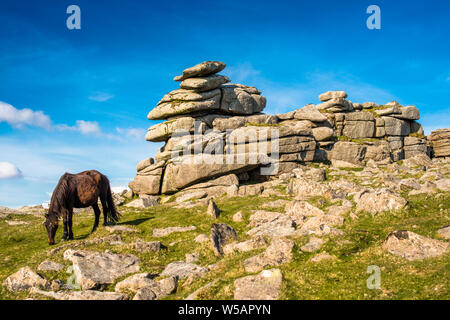 Dartmoor Pony vor der Großen Heften Tor, Devon, West Country, England, UK. Stockfoto