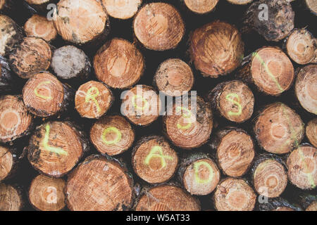 UK Baum und Wald anmelden. Anmelden Stapeln auf Cannock Chase nach der Aufzucht von Pinien Stockfoto