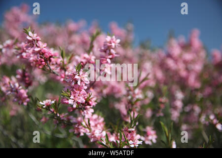 Zwerg blühenden Mandel (Prunus acaulis) Sträucher in der Prärie Stockfoto