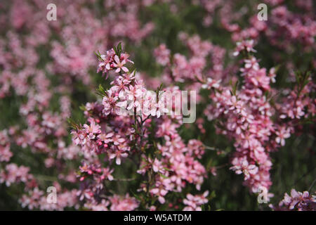 Zwerg blühenden Mandel (Prunus acaulis) Sträucher in der Prärie Stockfoto