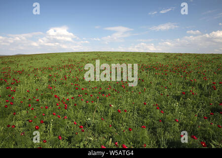 Wilde Pfingstrosen blühen auf den Hügeln Stockfoto