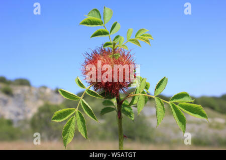 Ein bedeguar Gall (auch bekannt als Robin's Nadelkissen Gall), Heckenrose (Rosa Canina), die durch die Galle Hymenopteran Wasp Diplolepis rosae Stockfoto