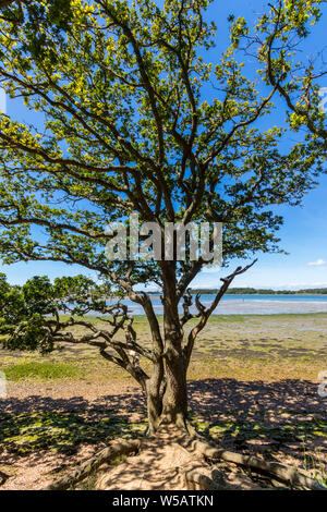 Hochformat durch eine Eiche über Fishbourne Kanal in Chichester Harbour in der Nähe von Apeldram, West Sussex, Großbritannien Stockfoto