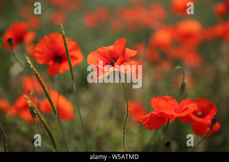 Wilder Mohn Blumen Stockfoto