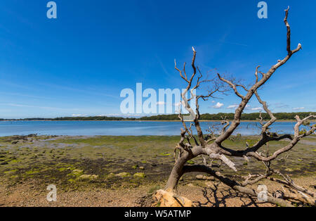 Landschaft Blick über Fishbourne Kanal in Chichester Harbour, West Sussex, Großbritannien Stockfoto