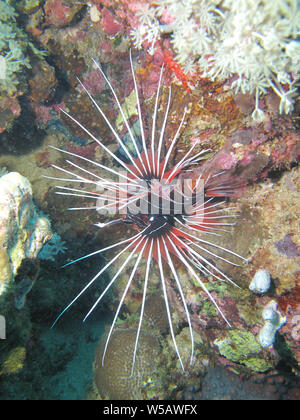 Ein rotfeuerfisch (Pterois miles), im Roten Meer vor der Küste von Yanbu, in Saudi-Arabien. Stockfoto
