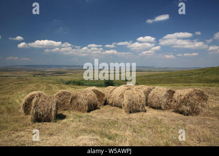 Gerollt Heuballen auf einem Feld Stockfoto