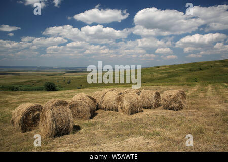 Gerollt Heuballen auf einem Feld Stockfoto