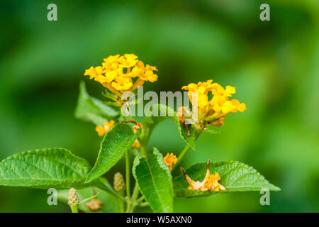 Gelb Lantana camara Blume Stockfoto
