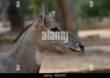 Gesicht, boselaphus tragocamelus Nilgai, blau Stier, Stockfoto