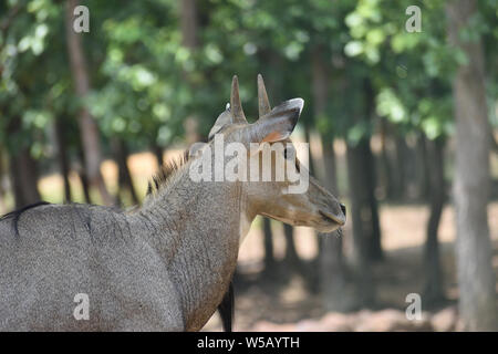 Gesicht, boselaphus tragocamelus Nilgai, blau Stier, Stockfoto